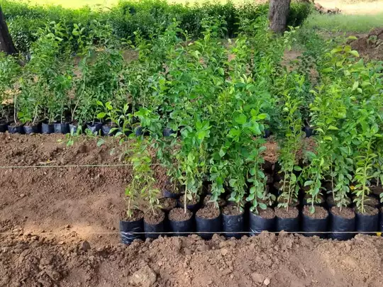किसानों के लिए खास नींबू की पौध तैयार कर रहे साइंटिस्ट, जानिए कितनी होगी कीमत
